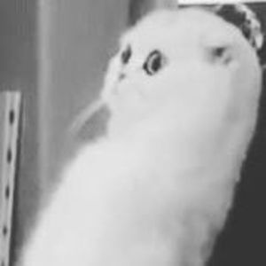 Meet your Posher, Alexia